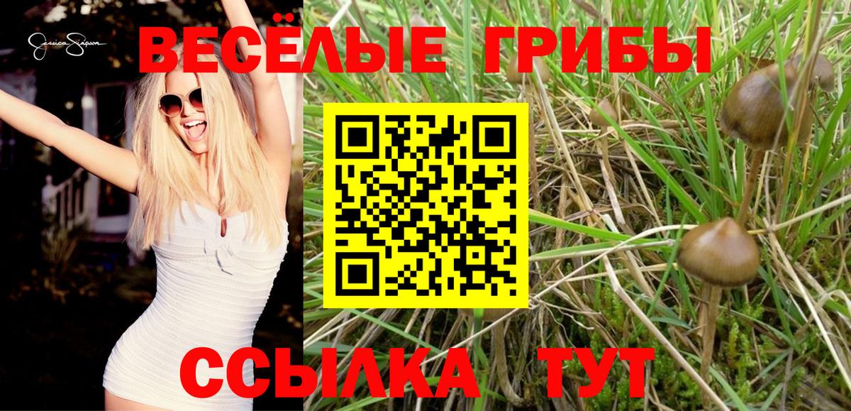 Галлюциногенные грибы Psilocybe Избербаш